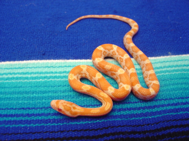Creamsicle