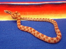 Hypomelanistic Corn