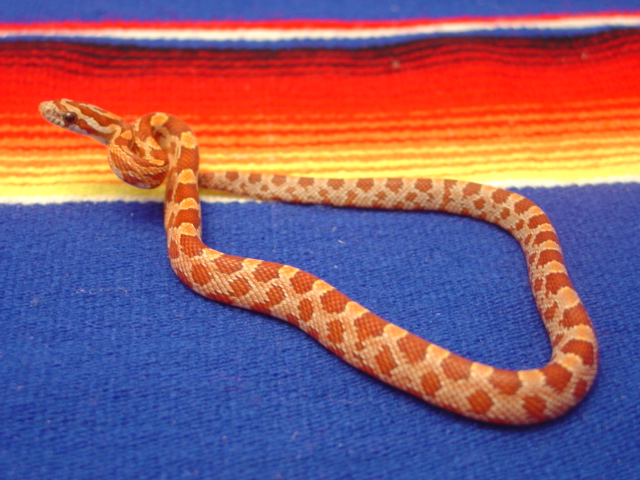 Hypomelanistic Corn