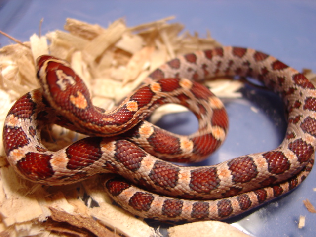 normal het opal