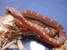 lavender het opal