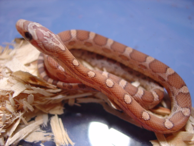 lavender het opal