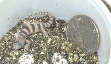 Baby Desert Banded Gecko