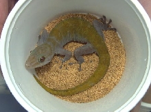 Gekko ulikovskii