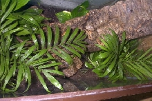 Gekko vittatus foliage