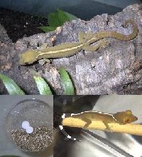 Gekko vittatus