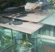Basking and feeding area