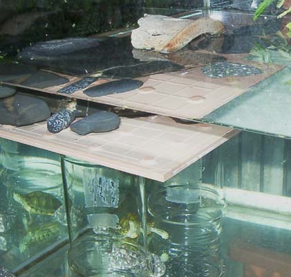 Basking and feeding area