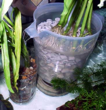 Bio-rings