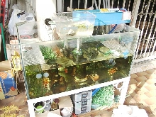 Turtle Tank