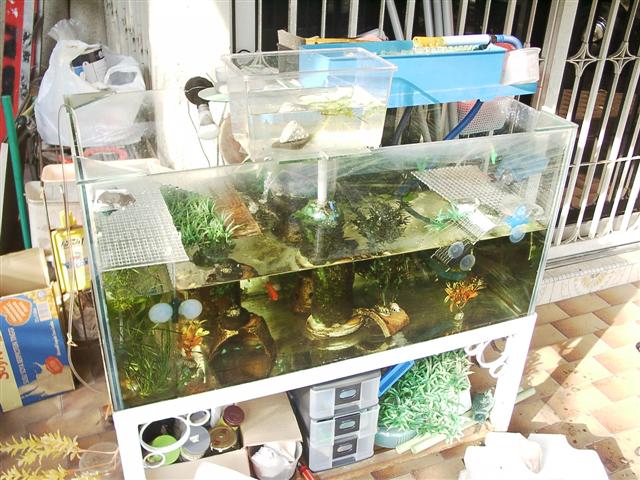 Turtle Tank