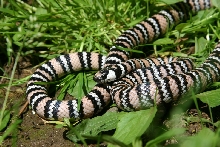 Hypo-erythristic L. zonata agalma
