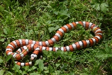 Sierra Juarez L. zonata agalma