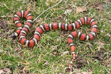 St. Helena L. zonata zonata