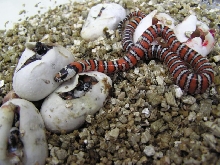 L. z. agalma