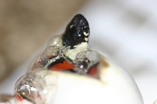 2010 Santa Ana pulchra pipping *note egg tooth*