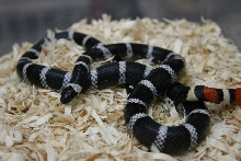 Anery Sierra L. zonata multicincta