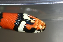 Sierra San Pedro Martir L. z. agalma