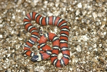 2010 Santa Ana pulchra hatchling