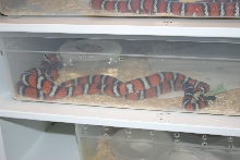 Santa Cruz L. z. multifasciata