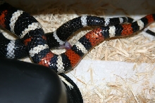 Anery & het Sierra L. z. multicincta