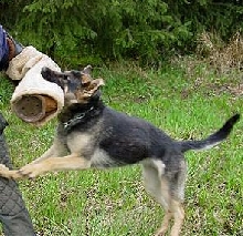 Schutzhund