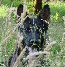 Steppenwolf