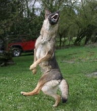 Dog Dance