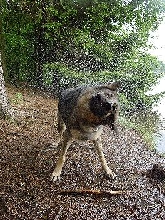Shake!