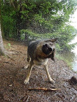 Shake!