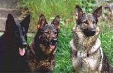 Three Dog Night
