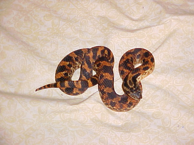 Tegu, My eastern Hognose