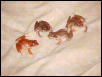 Wood Frogs