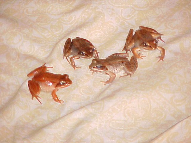 Wood Frogs
