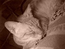 SleePin kitty