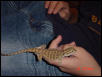Baby Dragon