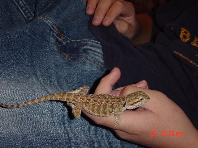 Baby Dragon