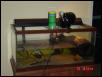 Turtle Tank 2