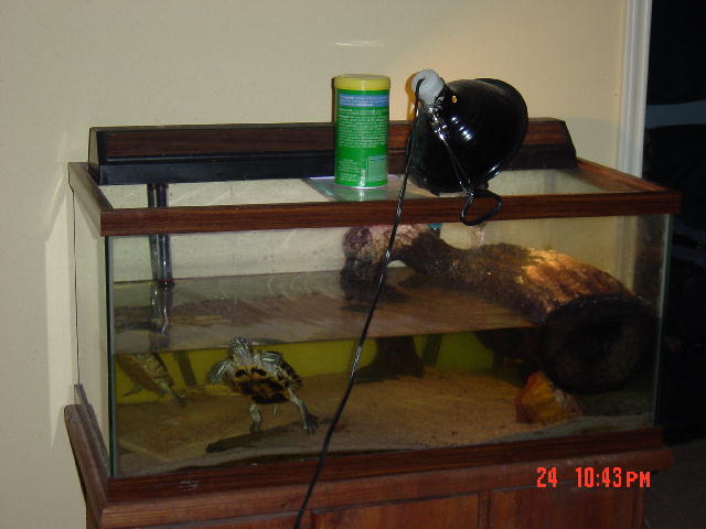 Turtle Tank 2