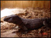 Basking
