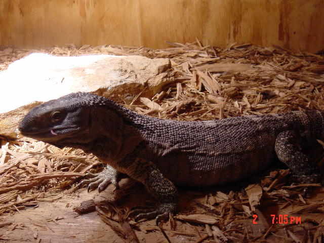 Basking
