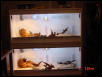 New Beardie Cages