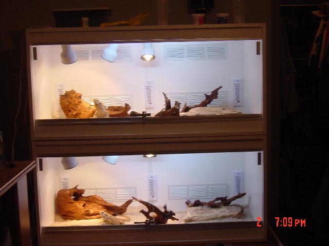 New Beardie Cages