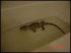 Soaking