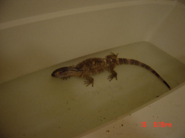 Soaking