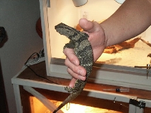 Rudicollis2