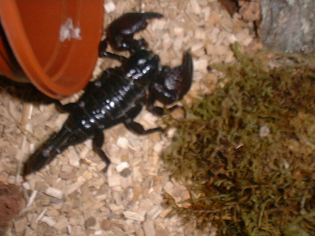 Scorpio The Emperor Scorpion