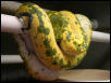 Ed Bradley's Biak female