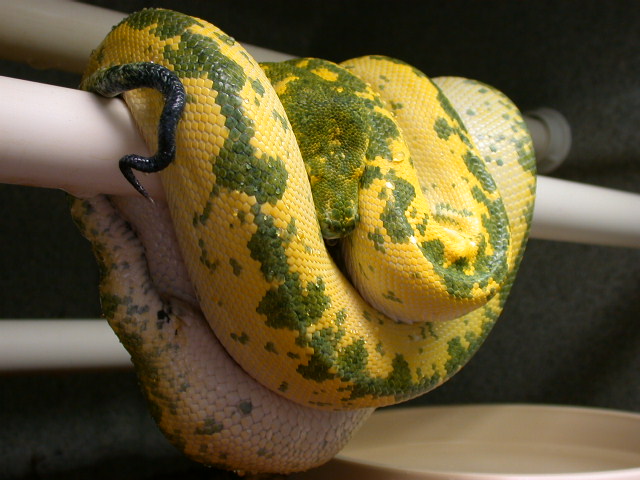Ed Bradley's Biak female