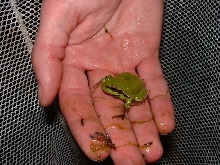 Hyla andersonii from South Jersey